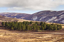 Patchwork of upland heather moorland and isolated Scots pine (Pinus sylvestris) woodland on grouse shooting estate, Cairngorms National Park, Scotland, UK, April 2016.