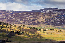 Patchwork of upland heather moorland, sheep pasture and isolated woodland in morning light, Invercauld Estate, Cairngorms National Park, Scotland, UK, April 2016.
