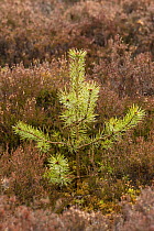 Scots pine (Pinus sylvestris) sapling amongst heather, Cairngorms National Park, Scotland, UK, April 2016.
