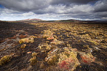 Area of fresh muirburn showing burnt heather, Lochindorb Estate, Deeside, Cairngorms National Park, Scotland, UK, April 2016.
