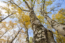 Silver Birch (Betula pendula) trees in autumn colour, Craigellachie National Nature Reserve, Aviemore, Cairngorms National Park, Scotland, UK, October.