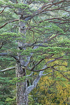 Scots pine (Pinus sylvestris), Beinn Eighe National Nature Reserve, Torridon, Wester Ross, Scotland, UK, October.