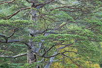 Scots pine (Pinus sylvestris), Beinn Eighe National Nature Reserve, Torridon, Wester Ross, Scotland, UK, October.