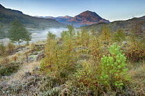 Silver birch (Betula pendula) and Scots pine (Pinus sylvestris) regeneration in area of reduced grazing, Beinn Eighe National Nature Reserve, Torridon, Highlands, Scotland, UK, October 2015.