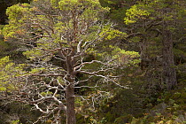 Scots pine (Pinus sylvestris) growing in wooded ravine, Beinn Eighe National Nature Reserve, Torridon, Wester Ross, Scotland, UK, October.