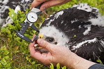 Field worker measuring bill of Golden eagle (Aquila chrysaetos) chick, Glen Tanar Estate, Aberdeenshire, Scotland, UK, June 2015.