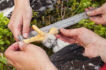 Field worker measuring talon of Golden eagle (Aquila chrysaetos), Glen Tanar Estate, Aberdeenshire, Scotland, UK, June 2015.