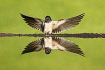 Barn swallow (Hirundo rustica) alighting at pond to collect mud for nest building, Scotland, UK, May.