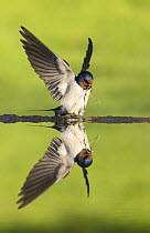 Barn swallow (Hirundo rustica) alighting at pond to collect mud for nest building, Scotland, UK, May.