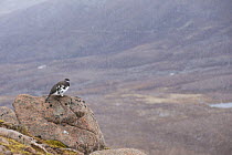 Ptarmigan (Lagopus mutus) male perched on rock overlooking valley in sleet, Cairngorms National Park, Scotland, UK, May 2015.