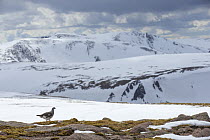 Ptarmigan (Lagopus mutus) male in snowy mountains, Cairngorms National Park, Scotland, UK, May 2015.