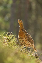 Capercaillie (Tetrao urogallus) female standing on heather in pine forest, Cairngorms National Park, Scotland, UK, April.