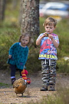 Young children watching tame Capercaillie (Tetrao urogallus) female on path in forest parking area, Cairngorms National Park, Scotland, UK, April 2015.