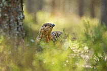 Capercaillie (Tetrao urogallus) female amongst heather in pine forest, Cairngorms National Park, Scotland, UK, April.