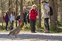 Walkers watching Capercaillie (Tetrao urogallus) female in forest car park, Cairngorms National Park, Scotland, UK, April 2015.