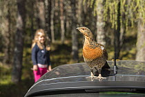 Capercaillie (Tetrao urogallus) female perched on vehicle in pine forest car park, Cairngorms National Park, Scotland, UK, April 2015.