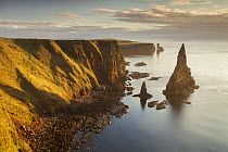 Sea stacks in morning light, Duncansby Head, John O Groats, Caithness, Scotland, UK, April 2015.
