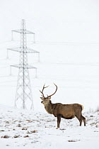 Red deer (Cervus elaphus) stag on snowy moor with electricity pylon in background, Scotland, UK, March 2015.
