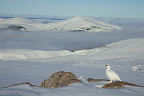 Ptarmigan (Lagopus mutus) male in winter plumage on snow covered mountain with mist in valley, Cairngorms National Park, Scotland, UK, February.