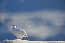 Ptarmigan (Lagopus mutus) male in winter plumage on snow covered rock, Cairngorms National Park, Scotland, UK, February.