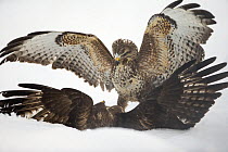 Two common buzzards (Buteo buteo) fighting on ground in snow, Scotland, UK, January.