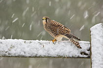 Kestrel (Falco tinnunculus) female perching on gate in falling snow, Scotland, UK, December.