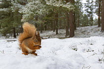 Red squirrel (Sciurus vulgaris) in winter coat feeding on hazelnut in forest, Cairngorms National Park, Scotland, UK, December.