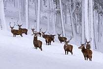 Herd of Red deer (Cervus elaphus) stags in clearing in snow covered pine forest, Cairngorms National Park, Scotland, UK, December.