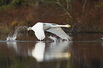 Whooper swan (Cygnus cygnus) taking off from loch, Cairngorms National Park, Scotland, UK, November.