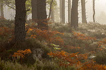 Scots pine (Pinus sylvestris) woodland with bracken in autumn, Abernethy Forest, Cairngorms National Park, Scotland, UK, September.
