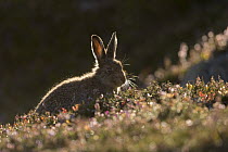 Mountain hare (Lepus timidus) leveret backlit on heather moorland, Scotland, UK, August.