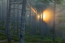 Sunlight rays  splintering through pine forest at dawn, Strathspey, Cairngorms National Park, Scotland, UK, July.