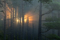 Shafts of sunlight in pine forest at dawn, Strathspey, Cairngorms National Park, Scotland, UK, July.
