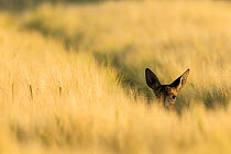 Roe deer (Capreolus capreolus) doe peering out from crop of barley, Scotland, UK, July.