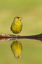 Greenfinch (Carduelis chloris) male perched at garden pond with foot raised, Scotland, UK, July.