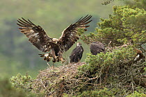 Golden eagle (Aquila chyrsaetos) female flying into nest site with small branch, Glen Tanar Estate, Cairngorms National Park, Scotland, UK, June.