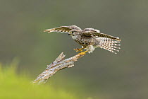 Merlin (Falco columbarius) female alighting onto perch, Glen Tanar, Cairngorms National Park, Scotland, UK, June.