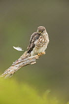 Merlin (Falco columbarius) female perching, watching feather fall to ground, Glen Tanar, Cairngorms National Park, Scotland, UK, June.