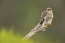 Merlin (Falco columbarius) adult female perching on branch, Glen Tanar, Cairngorms National Park, Scotland, UK, June.