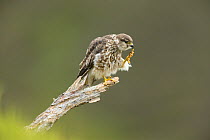 Merlin (Falco columbarius) female preening whilst perching on branch, Glen Tanar, Cairngorms National Park, Scotland, UK, June.