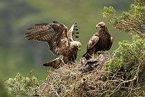 Golden eagle (Aquila chrysaetos) pair at nest in pine tree, Glen Tanar Estate, Cairngorms National Park, Scotland, UK, June.