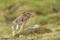 Mountain hare (Lepus timidus) adult in spring pelage /coat stretching and yawning, Scotland, UK, May.