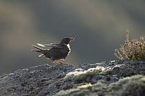 Ring ouzel (Turdus torquatus) female perching on rock with food for chicks, Scotland, UK, May.