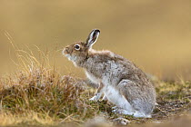Mountain hare (Lepus timidus) in spring pelage /coat sniffing scent on grasses, Scotland, UK, April.