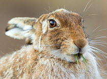 Mountain hare (Lepus timidus) feeding on fresh green shoots, Scotland, UK, April.
