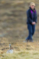 Mountain hare (Lepus timidus) with person watching in background, Scotland, UK, April 2014.