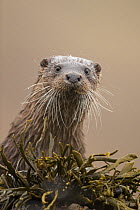 Eurasian otter (Lutra lutra) portrait, Scotland, UK, April.