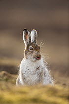 Mountain hare (Lepus timidus) in spring coat / pelage sitting with tongue out, Scotland, UK, March.