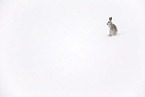 Mountain hare (Lepus timidus) in winter pelage sitting in snow, Scotland, UK, February.