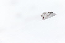 Mountain hare (Lepus timidus) yawning whilst sitting in snowhole, in winter pelage, Scotland, UK, February.
